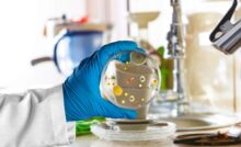 cucina disordinata e mano che mantiene una colonia di batteri
