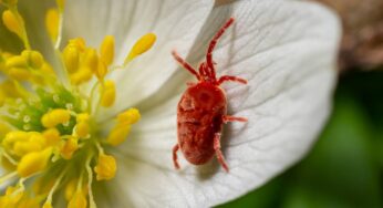 Il tuo balcone è invaso dai ragnetti rossi? Non preoccuparti, succede a tutti: ecco 5 rimedi naturali per allontanarli